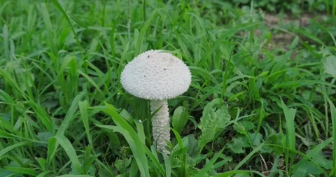 A poisonous mushroom Stock Footage 226953017