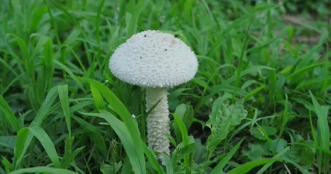 A poisonous mushroom Stock Footage 226953099