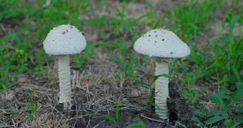 A poisonous mushroom Stock Footage 226953406