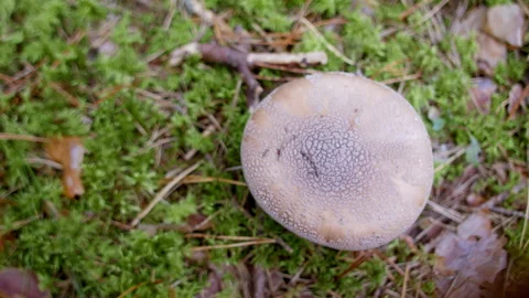 Poisonous mushroom White toadstool or fly agaric. Stock Footage 250810071