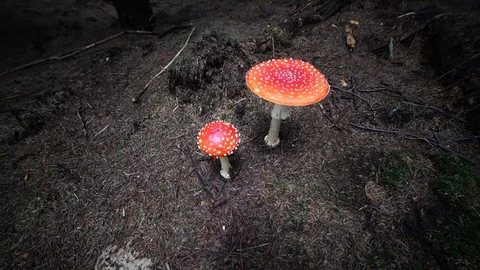 Poisonous Mushrooms Stockbeeldmateriaal 95273660