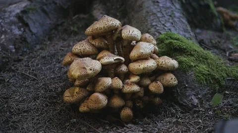 Poisonous mushrooms in the forest - beautiful nature carries dangers for life Stock Footage