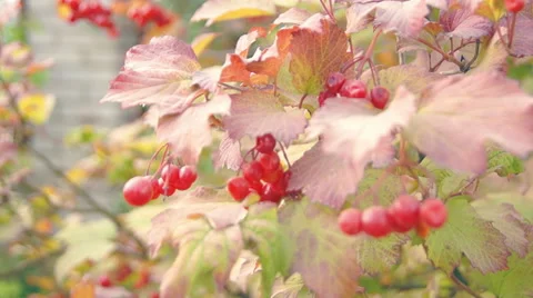 Poisonous red berries Vidéo 42127870