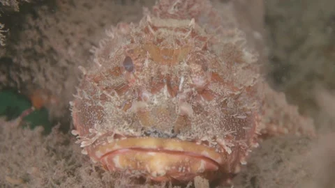 Poisonous Scorpion fish close up Stock Footage 229824910