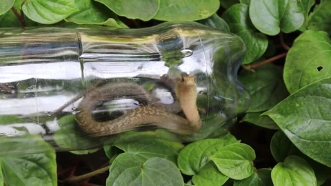 Poisonous snake caught up insert plastic bottle Stock Footage 153781561