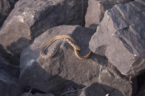 Poisonous snake trying to hide inside the rock Stock Photos