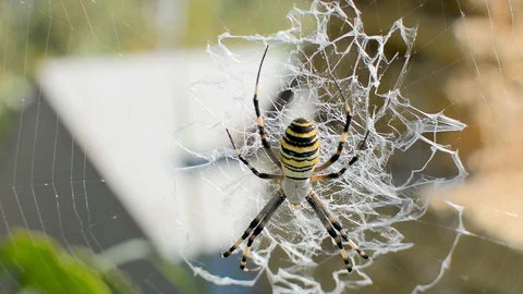 Poisonous spider Stock Footage 130098540