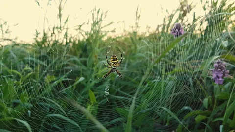 The poisonous spider sits on a web 库存影片 94421925