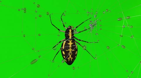 Poisonous spider on web . Green screen Stock Footage 60774778