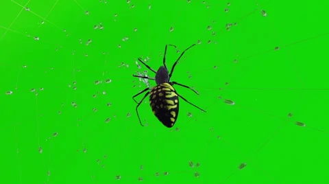 Poisonous spider on web . Green screen Stock Footage 60775090