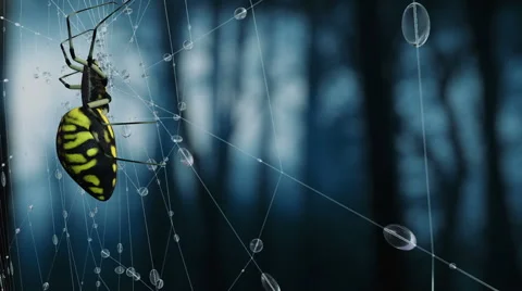 Poisonous spider on web in night misticaly forest. Stock Footage 60773752