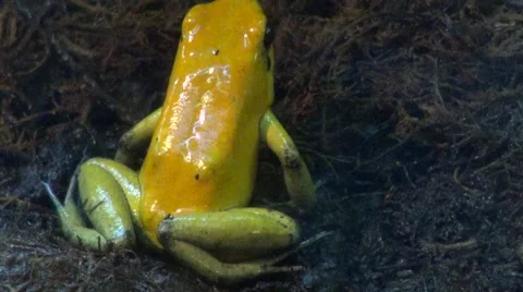 Poisonous toad Vídeos de archivo 45869773