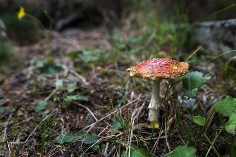 Poisonous toadstool  in Autumn Fall mushroom Stock Photos