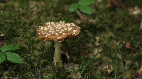 Poisonous Toadstool Stock Footage 41243050