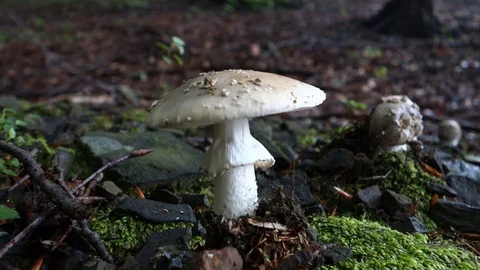 Poisonous toadstool mushrooms in dark forest, camera closeup zooming. Stock Footage 116748065
