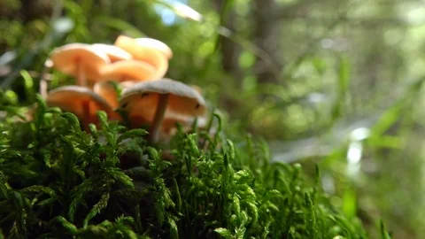 Poisonous toadstools growing in sunny forest. Wind blowing  Stock-Footage 123273225