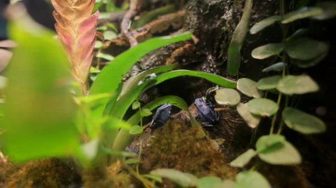 Poisonous tree frogs Stock Footage 660032