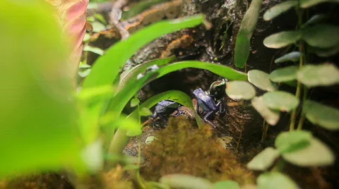 Poisonous tree frogs Stock Footage