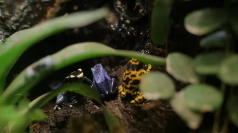 Poisonous tree frogs Stock Footage 660098