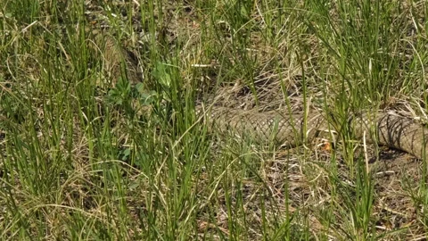 Poisonous viper snake slithering through grass Stock Footage 196369689
