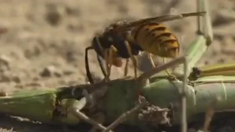 Poisonous wasp ferocity Stock Footage 205028613