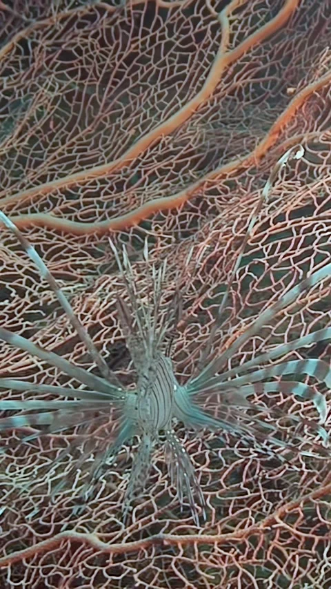 Poisonous zebra winged fish exploring coral reefs in the Philippines Stock Footage 299404543