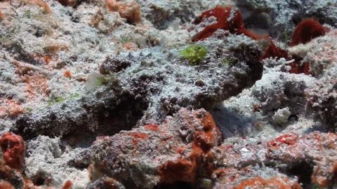 Poisson Chauve-souris 2 Video stock 235364035