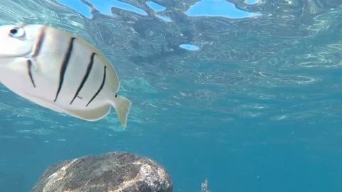 Poissons 2 Stock Footage 115378133