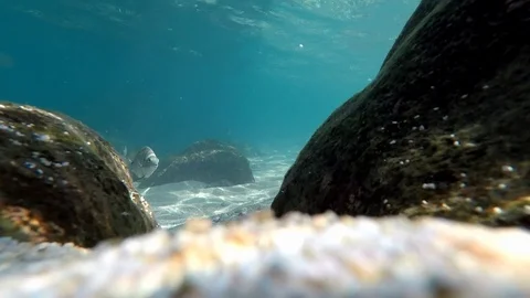 Poissons 4 Stock Footage 115378094