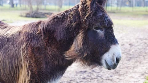 A Poitou donkey mule head Stock Footage 236701293
