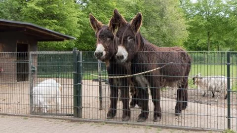 Poitou donkeys Stock Photos