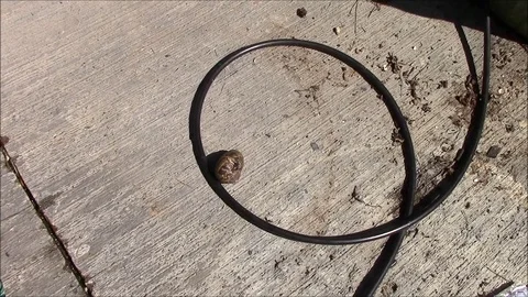 Poke the snail Stock Footage 87137327