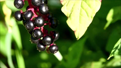 Pokeberries Stock Footage 205031108
