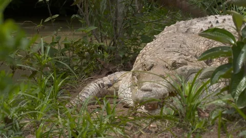 Poked Orinoco Crocodile Jumps For A Bite, Colombia Stock Footage 110999995