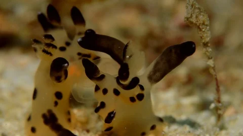 Pokemon Nudibranch Stock Footage 112258724