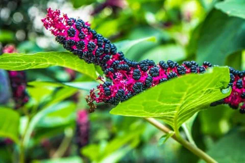 Pokeweed Stock Photos