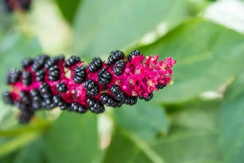 Pokeweed Fotos de archivo