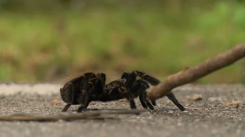 Poking a black spider with a stick Stock Footage 110175749