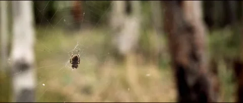 Poking a Spider with a Stick Video stock 155220754