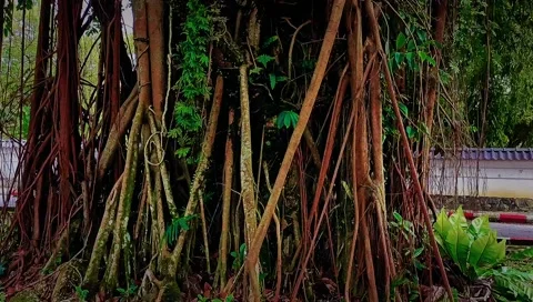 Pokok Ara 库存影片 223828031