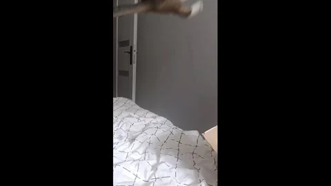 Poland: Cat attempts a flip and falls off the bed in Kamienna Gora, Polan... Stock Footage 345201546