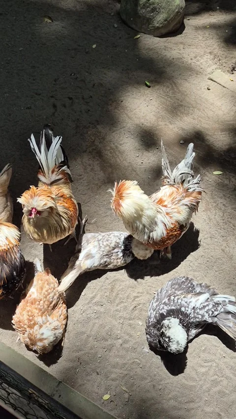 Poland chicken Stock Footage 331403628