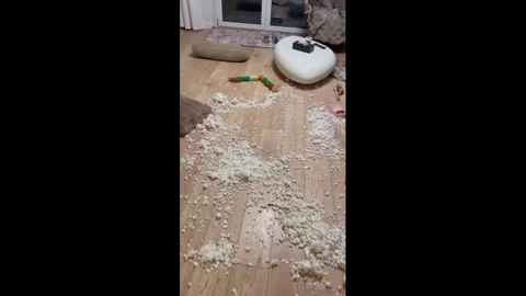 Poland: Dogs appear guilty after tearing apart bed in Poznan, Poland Stock Footage 330133715