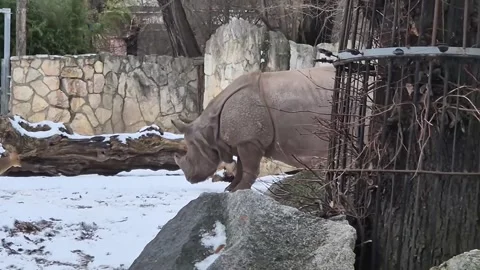Poland: Fearless tiny deer challenges massive rhino at Polish zoo Video stock 326103056