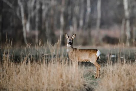 Poland hunt Stock-Fotos