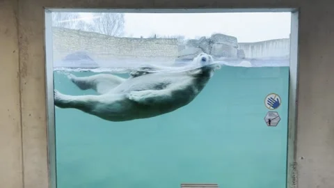 Polar Bear 1 Stock-Footage 321071124