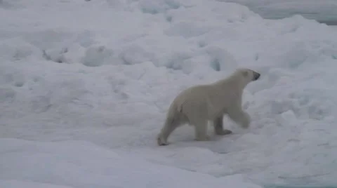 Polar Bear 1080 HD Stock Footage 1072964