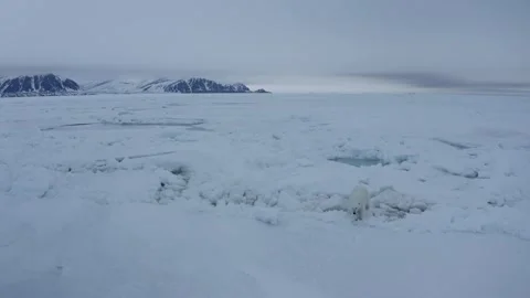 Polar Bear 15 Stock Footage 311146902