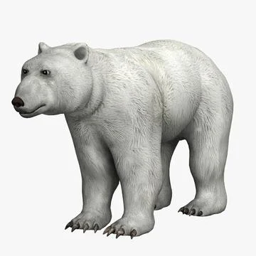 Polar Bear 2 3D Model