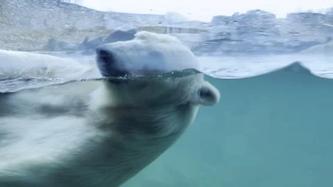 Polar Bear 2 Vídeos de archivo 321071125
